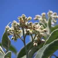 Solanum erianthum D.Don